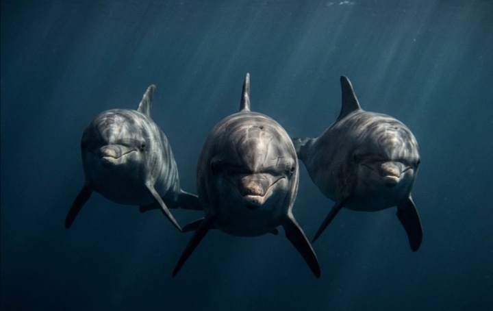 Интересные факты про дельфинов