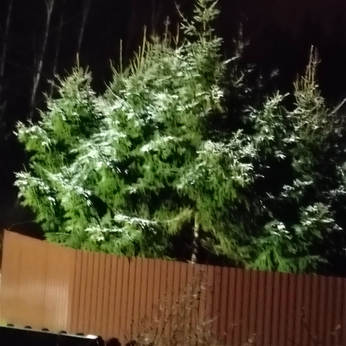 Уже снова выпал небольшой снег. 