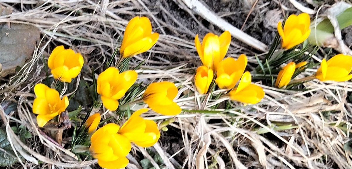 Мои первоцветы. 