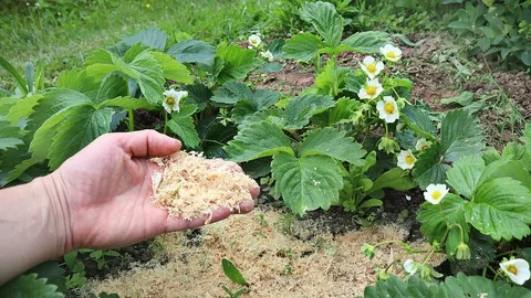 «Защищаю клубнику от серой гнили: мои руки с золой и мульчой»