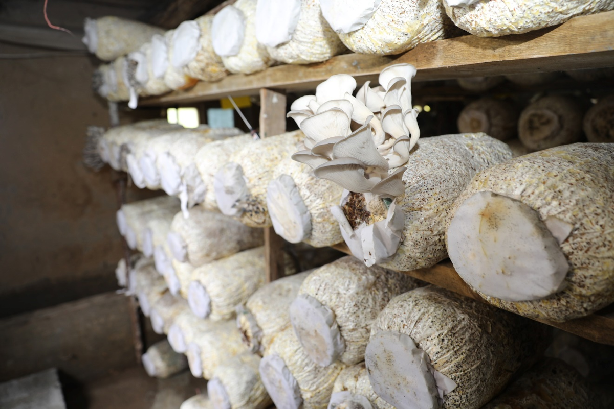 Фото: World Food Programme in Tajikistan(Всемирная продовольственная программа в Таджикистане).