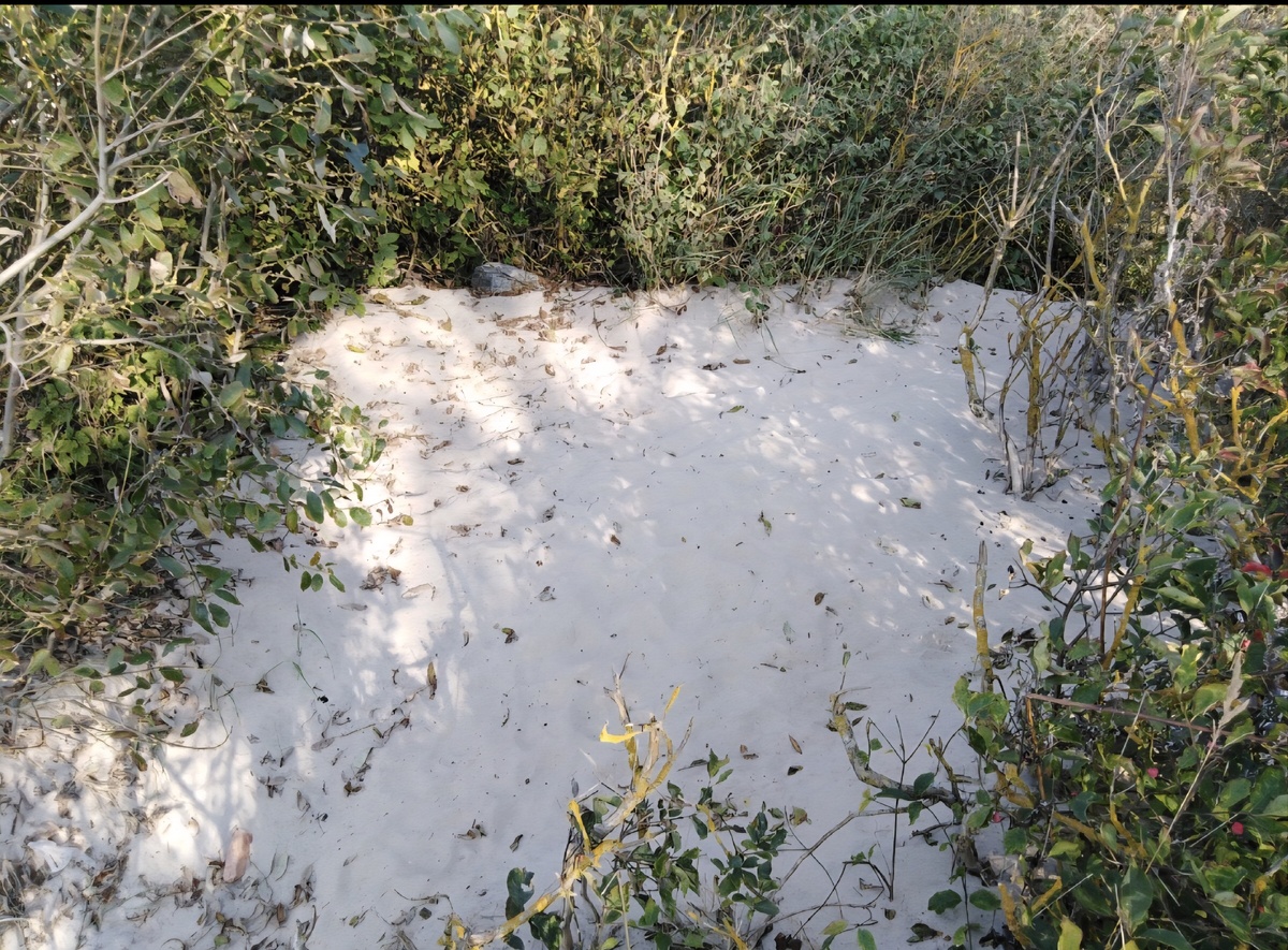 Вот так выглядит "сковородка" на Куршской косе 