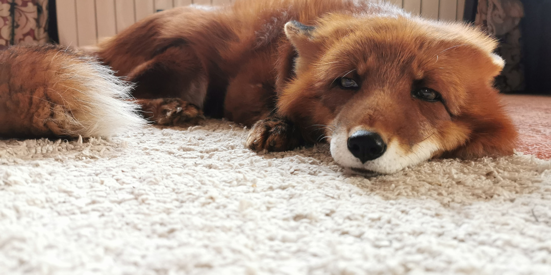 Сплошное расстройство. Дневник лисы