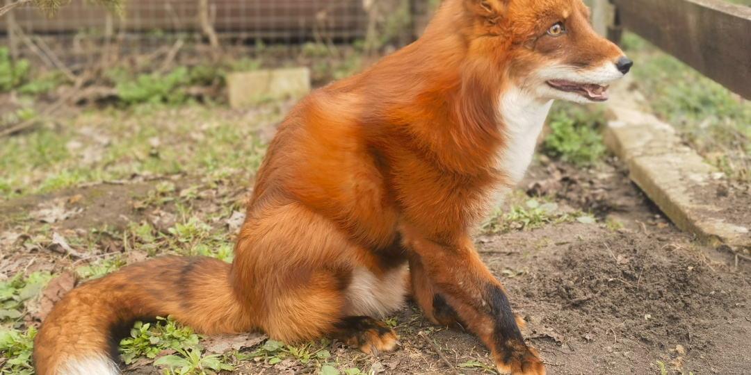 Отдых – это не лень. Дневник лисы