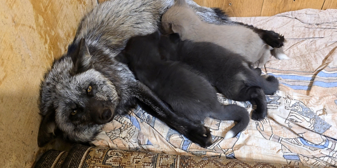 Семейная идиллия: Как лисята встречают маму