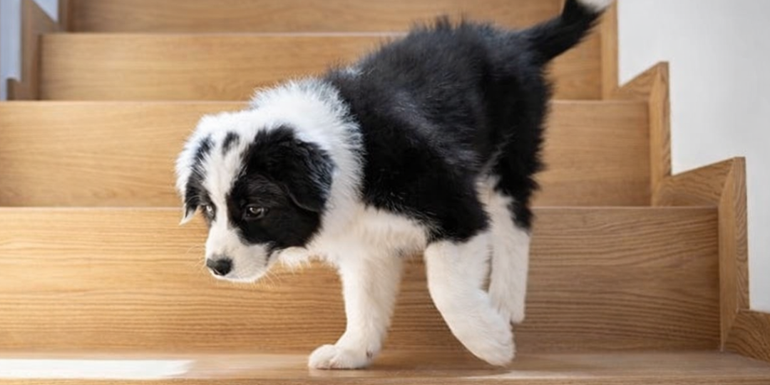 До трёх месяцев — строго на руках. Что выяснили учёные о щенках и лестницах