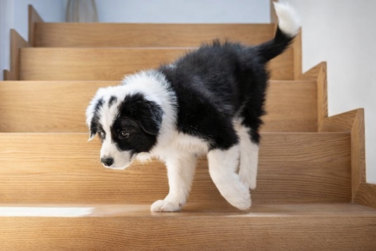 Можно ли щенкам спускаться по лестнице