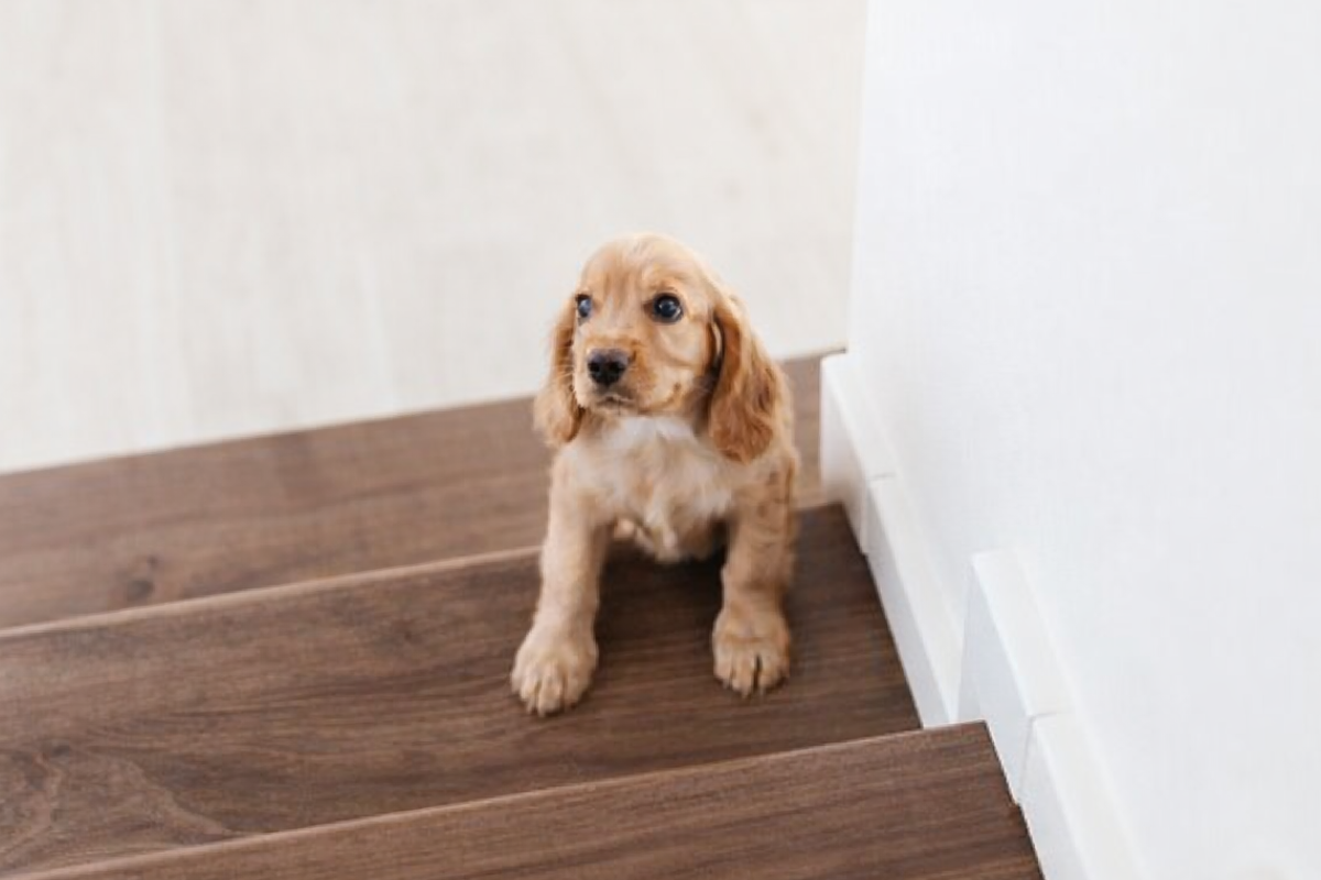 Можно ли щенкам подниматься по лестнице