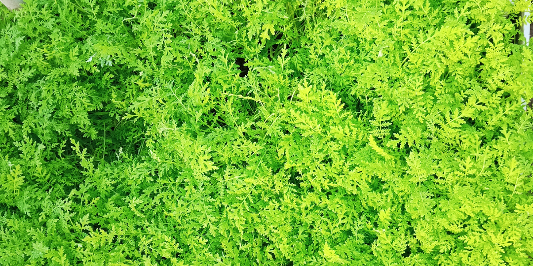 Как я готовлю грядку под помидоры: глиокладин, фацелия, фитоспорин. Без лопатной магии.