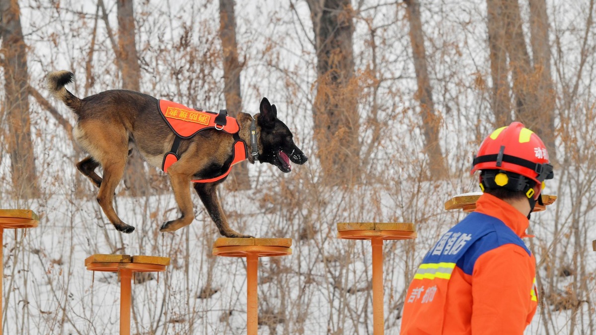    Специальная экипировка — отличительный знак служебной собаки на задании