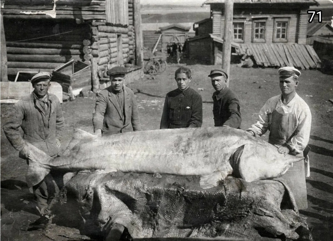 Фото: взято из Яндекс картинки. Вот так Осётр. Такого поймать и не знаешь, что и делать то сним. 