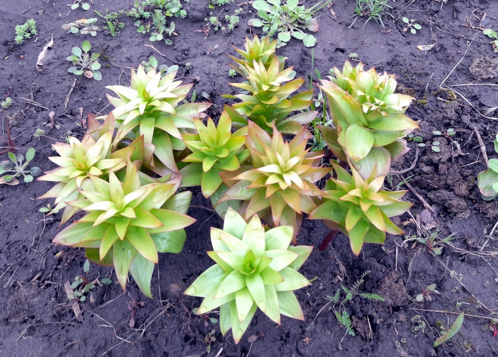 Их количество увеличилось на 2 штуки за год