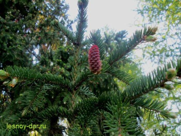 Как цветёт ель
