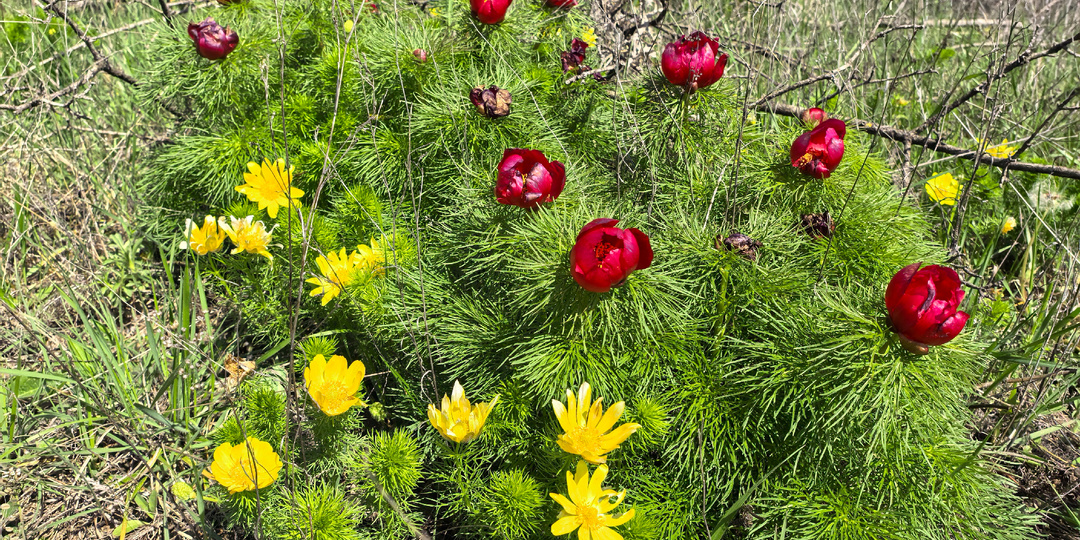 В поисках адонисов и пионов