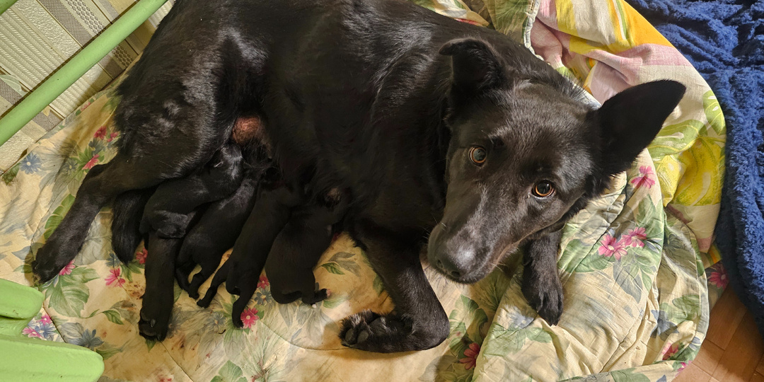 Помогите. Помогите спасти приют.