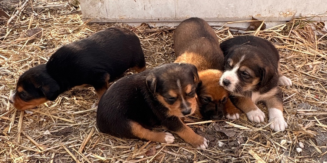 Все против бездомышей, но вот ещё один пример откуда они берутся.