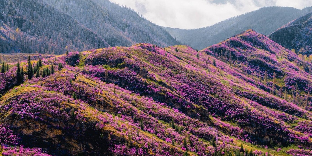 В Алтайском крае пройдёт фестиваль в честь цветения маральника