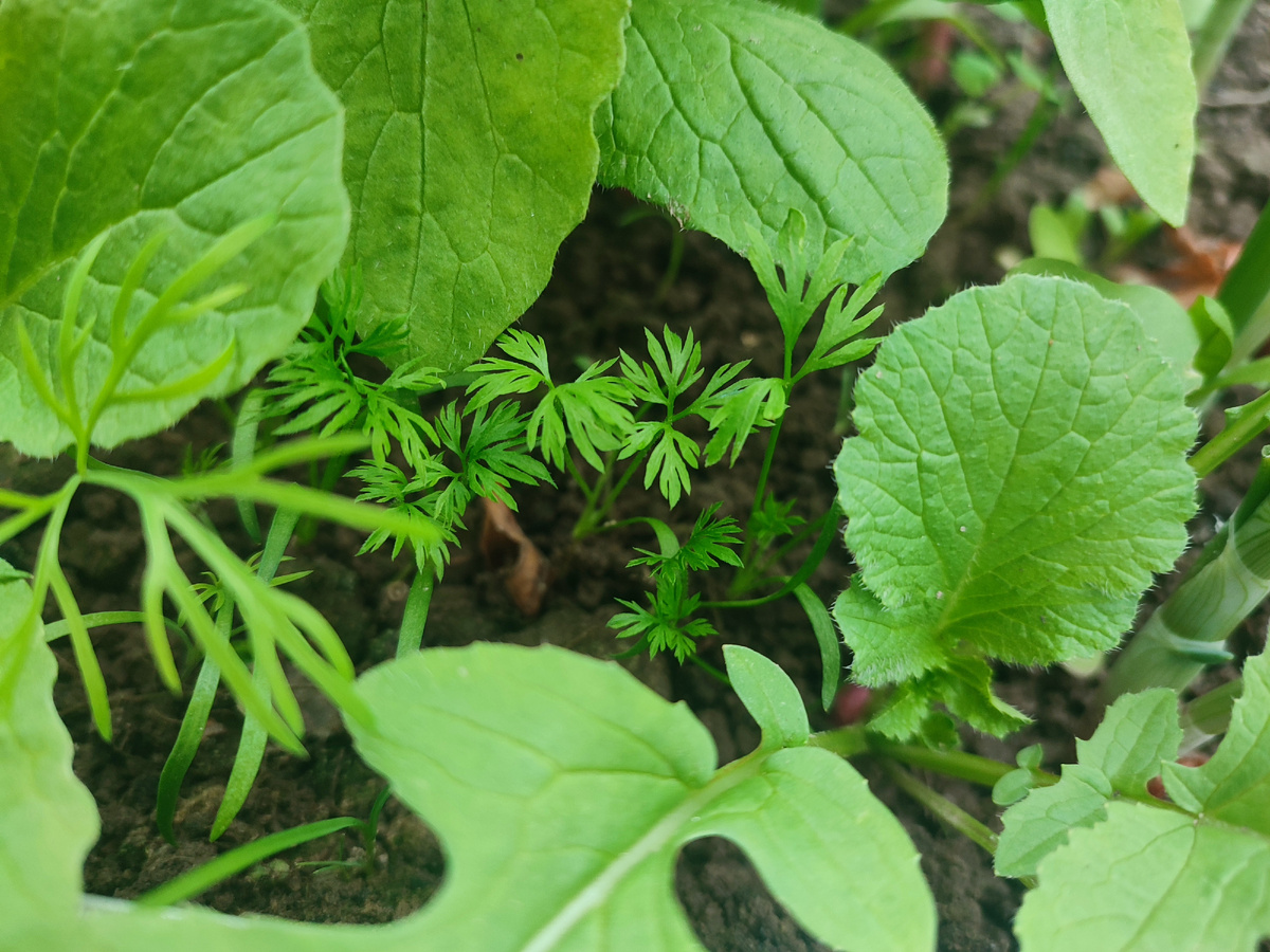 Морковь и редис на одной грядке 