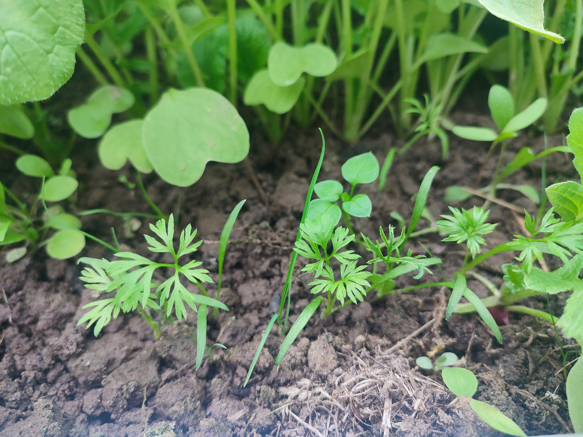 Морковь Лагуна. Посажена в теплице 9 марта 