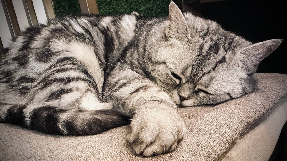 Вот китя всегда на чиле