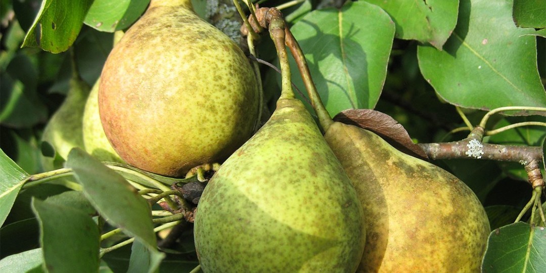 10 идеальных сортов груш для средней полосы и Подмосковья