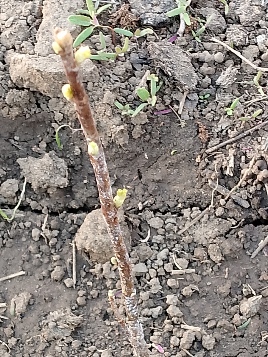 Вот такой саженец смородины.