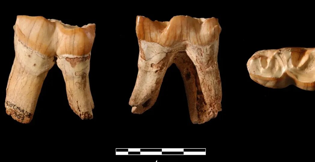 Неандертальцы использовали зубы носорогов как орудия труда