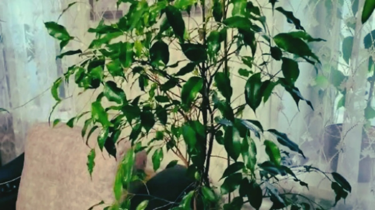 Первые результаты