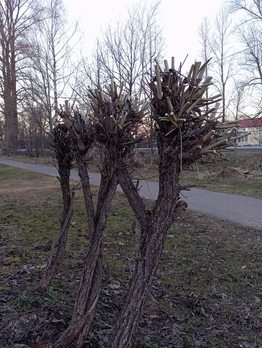 Выросла поросль из старого пня из ивы. 