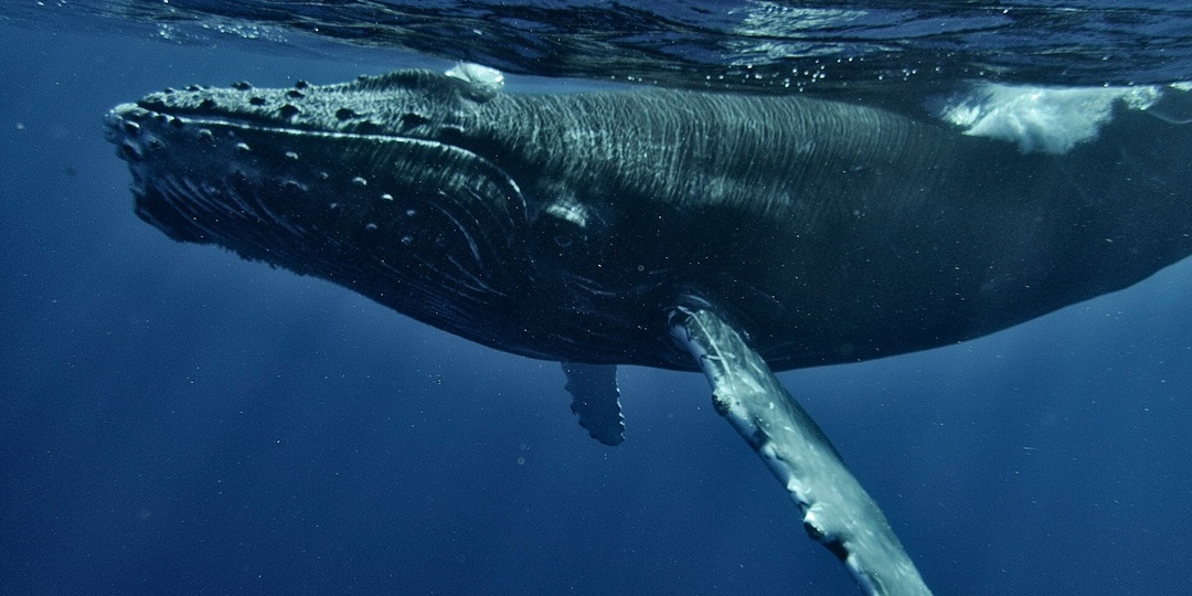 Кашалоты разговаривают? Их «щелчки» оказались сложнее, чем думали