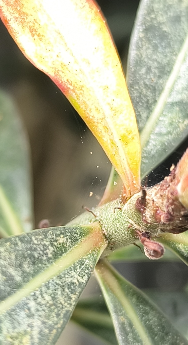 Паутина и погрызенные листья.