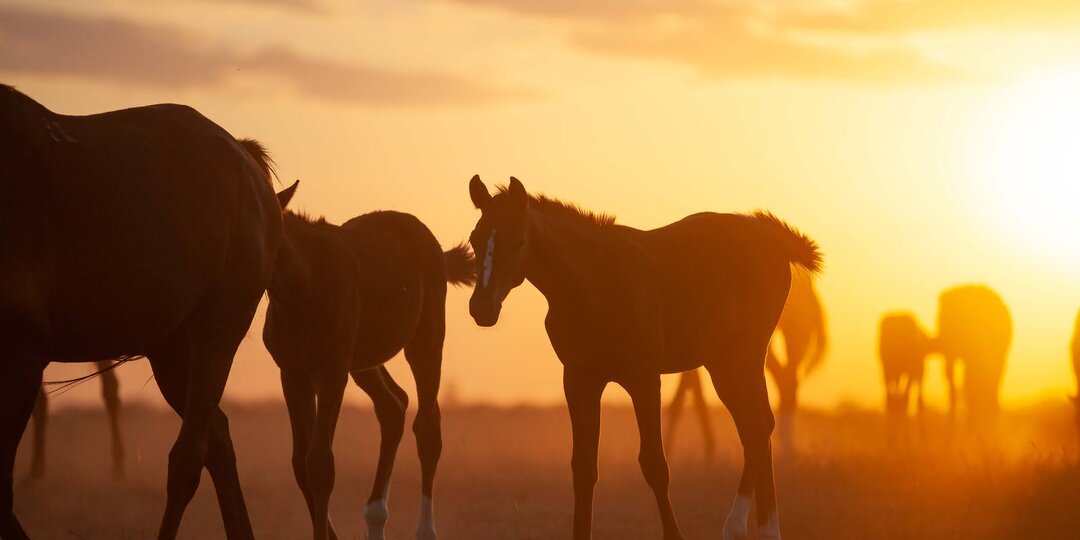 "Золотые кони!"