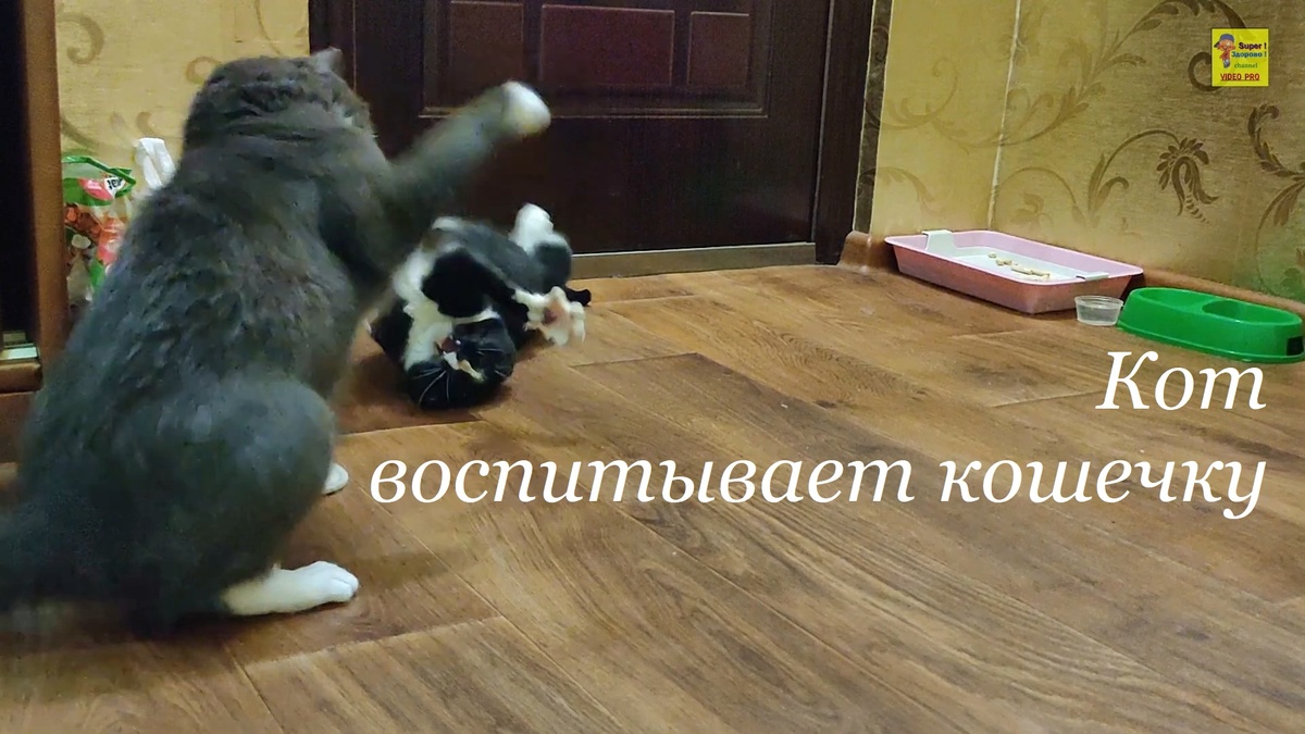 Смешные животные )))