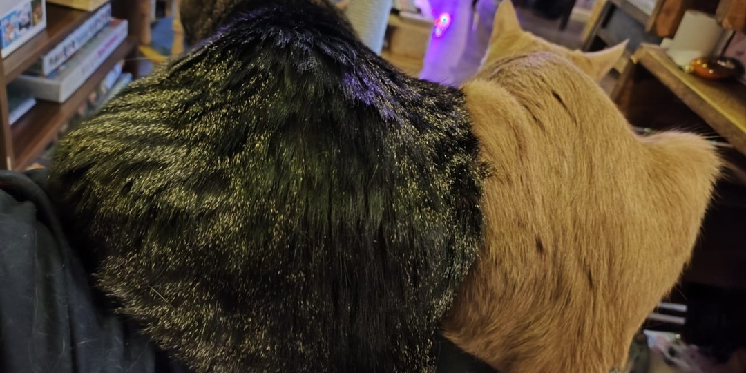 #Яндекс в этом году повернулся к Мурчашке вот этим самым местом, которое на фото: нам не видать знака "Хорошее место 2026