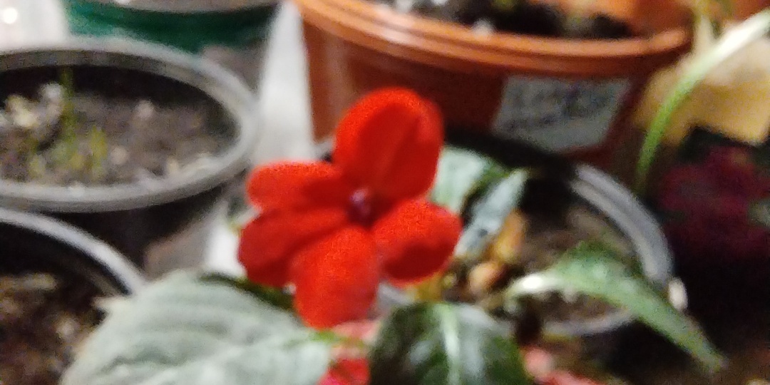 Мои успехи в цветоводстве. Глоксинии и рассада цветов.