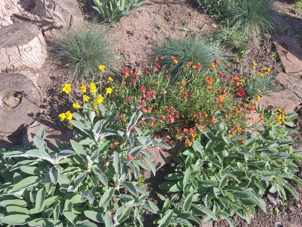 Лакфиоль - цветёт ранней весной