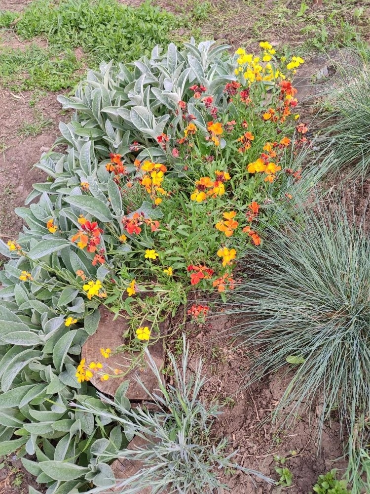 Расцветки бывают разные