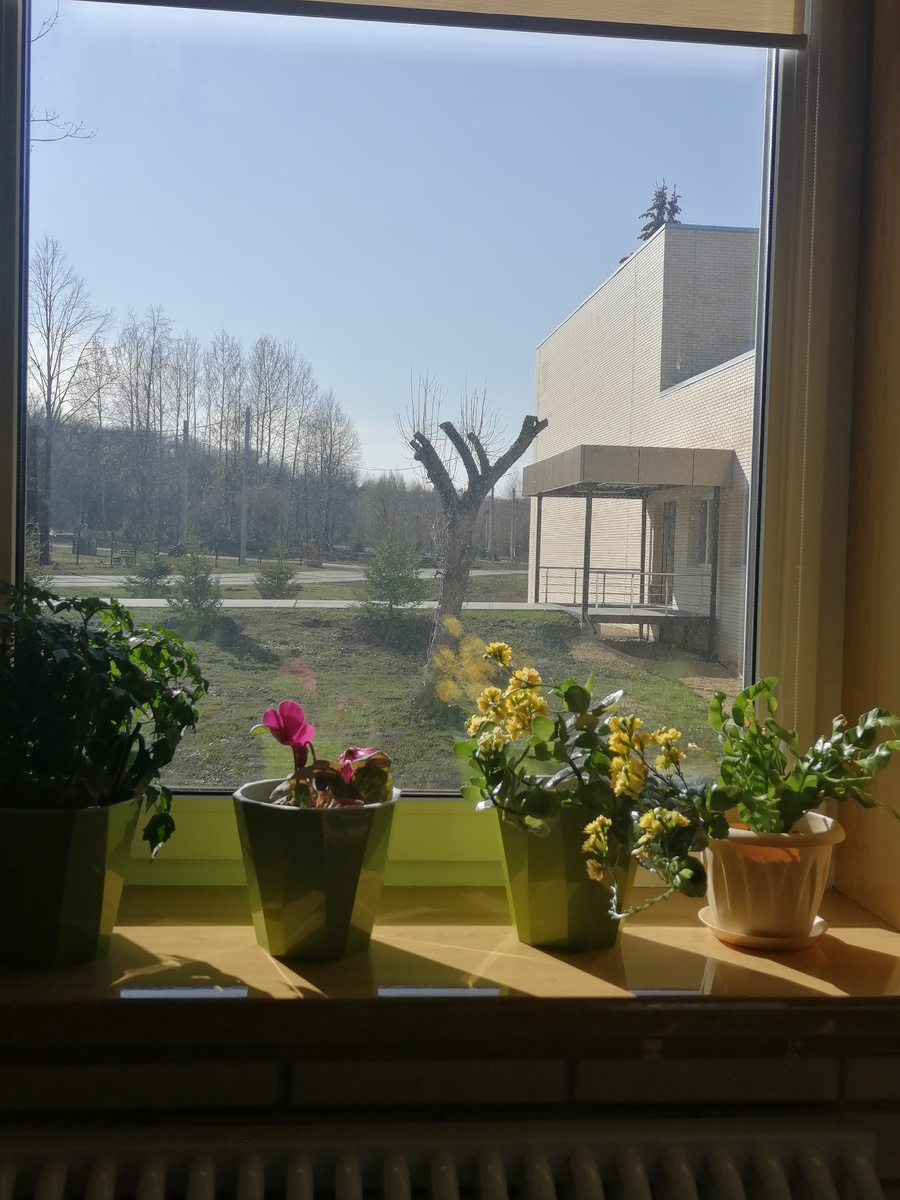 Мои цветочки на работе. Фото сегодня делала. Цикламен я спасла, а это даже не ребёнок. Цветок просто остался в кабинете от прошлых хозяев. На месяц его кинули. Он был засохший немного, но я его спасла. 