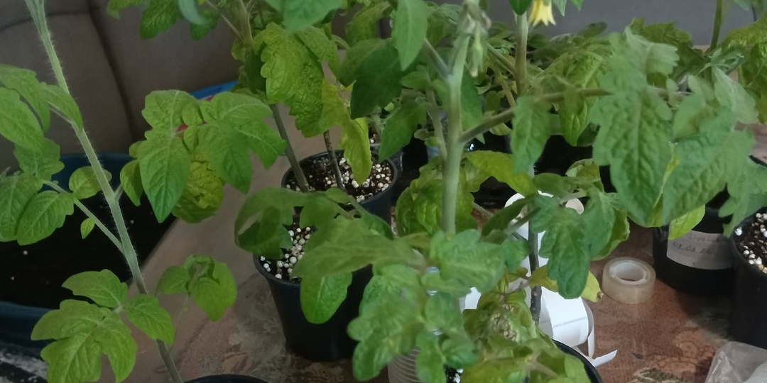 КОГДА ПЕРЕРАСТАЕТ РАССАДА ТОМАТОВ!