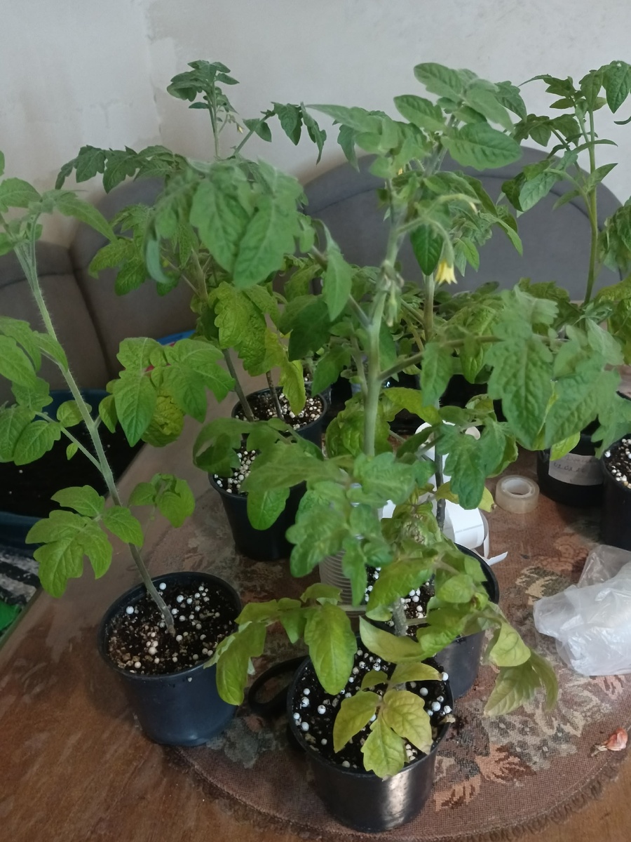 Комнатные томаты ждут пересадку