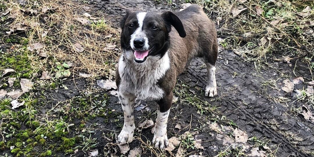 Друзья, сегодня у нас сбор на стерилизацию собаки