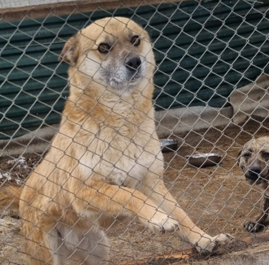 ⚠️ ПРИЮТ «ЛУЧШИЙ ДРУГ» НА ПОРОГЕ ГОЛОДА: 400 хвостиков могут остаться БЕЗ ЕДЫ!