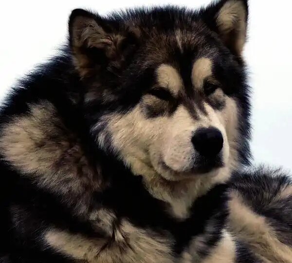 Секреты силы и верности аляскинского маламута