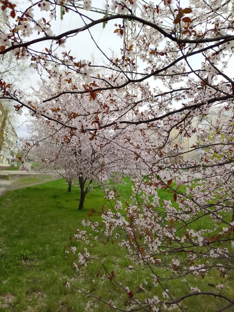 Луганская сакура