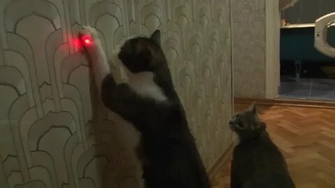 Лазерная указка. Фото Яндекс Картинки 