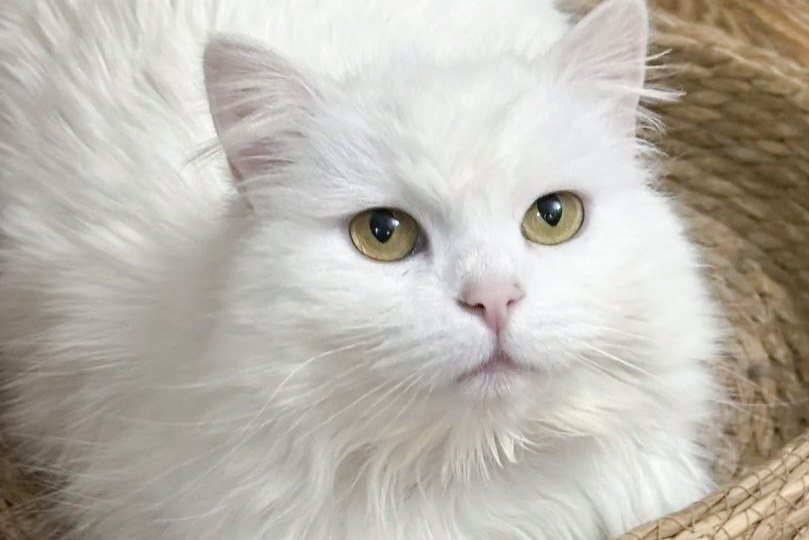 Пушистая кошечка Ариша ищет дом!