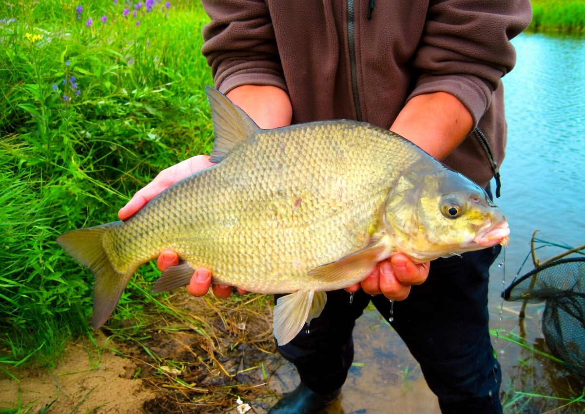 Долгожданный лещ