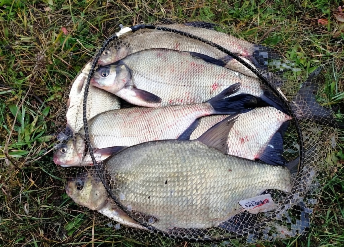 Достойные трофеи - когда нашел уловистую точку и все правильно сделал