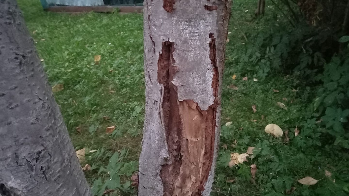 Так выглядит кора после нескольких сезонов под акриловой краской — трещины появляются даже там, где их не ждёшь