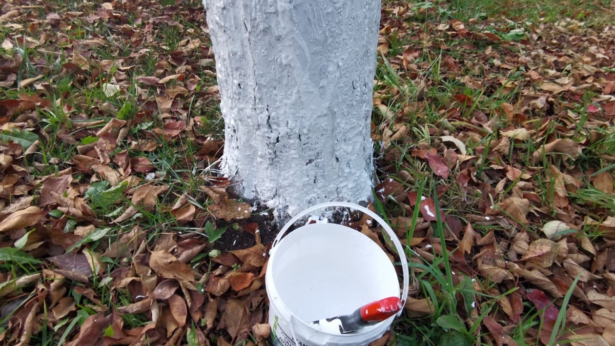 Побелка стволов деревьев